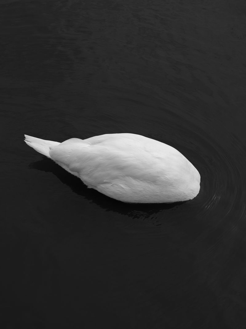 © Laura San Segundo - Image from the The circular enclosure photography project