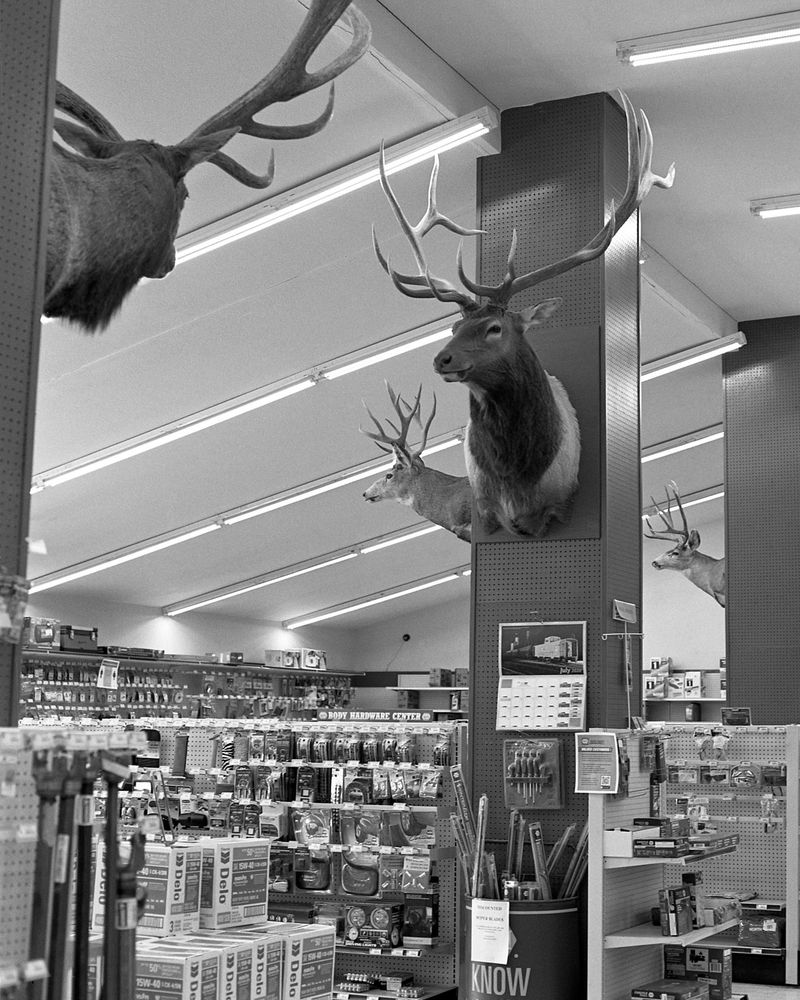 © William Mark Sommer - Taxidermy Autoparts