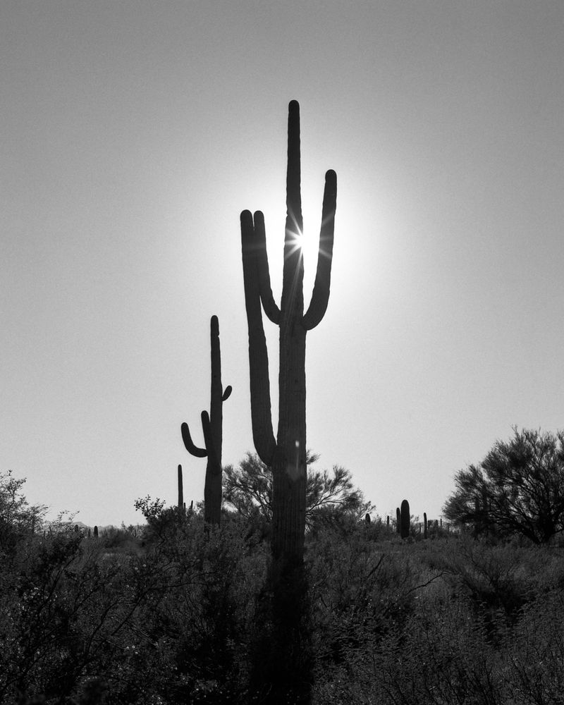 © William Mark Sommer - Untouched Land