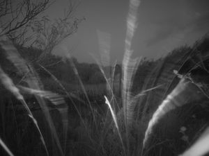 My Photo-Trap Diaries - 15 Borreraig 365