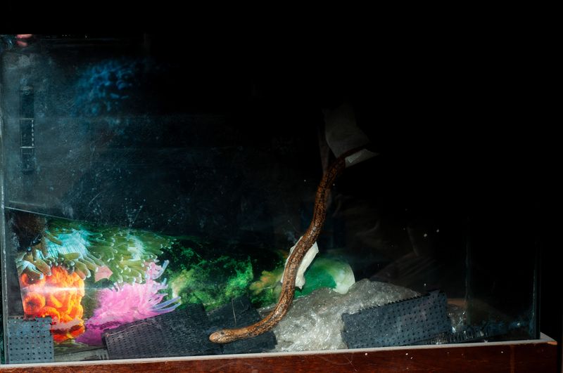 © Carlos Yamil - Image from the Everything I have loved, I have loved in an impossible language photography project
