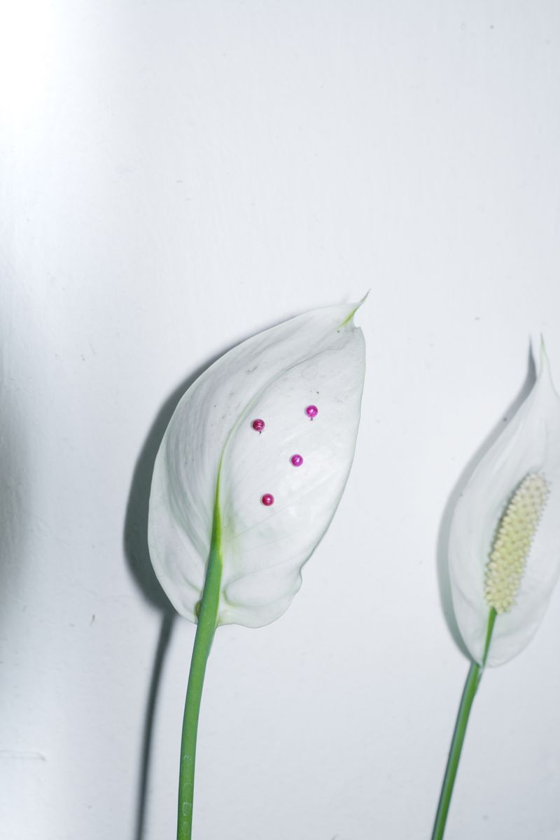 © Carlos Yamil - Image from the Everything I have loved, I have loved in an impossible language photography project