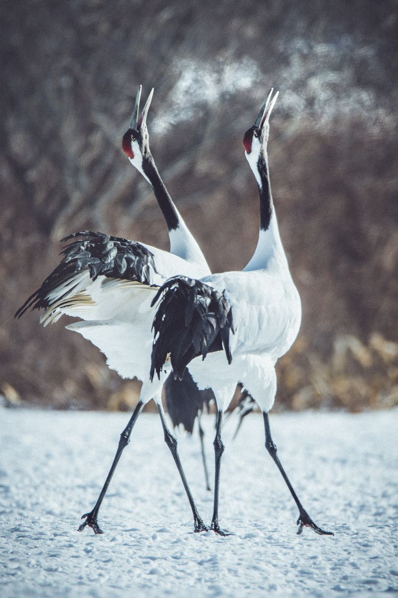 © Lorraine Turci - Image from the The  resilience  of the crow photography project