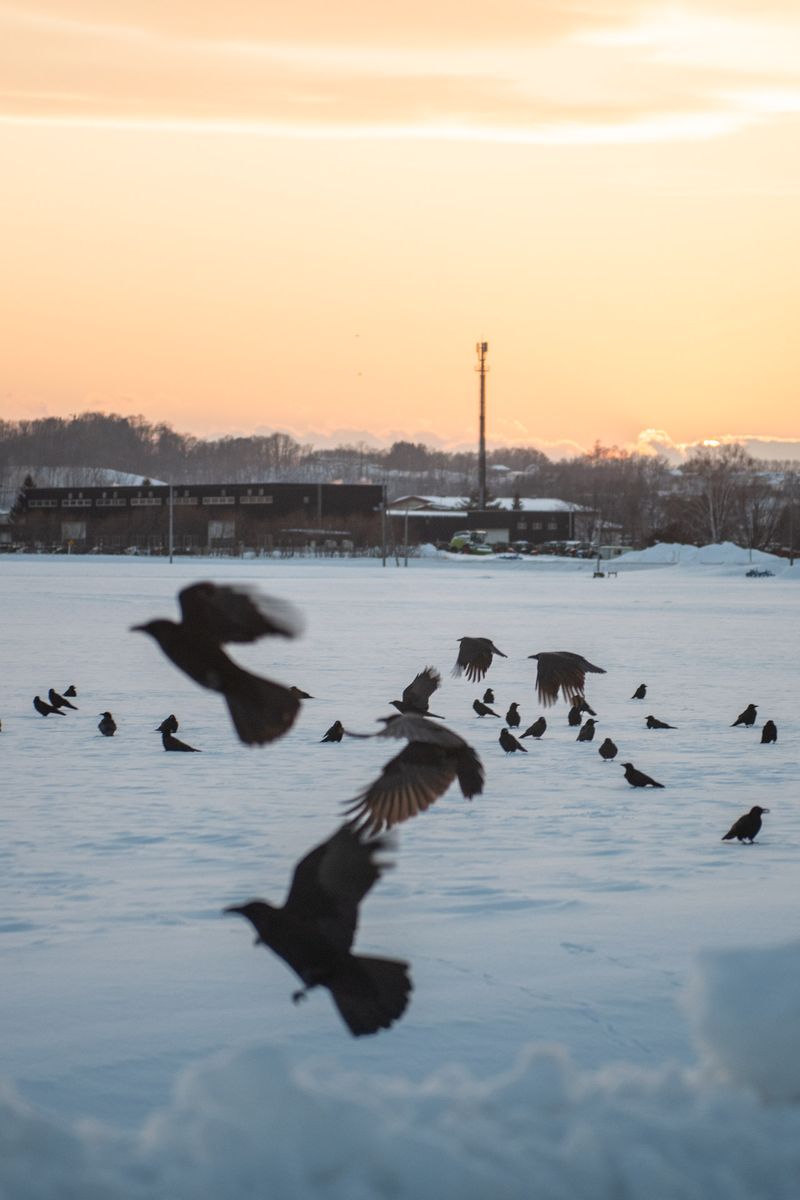 © Lorraine Turci - Image from the The  resilience  of the crow photography project