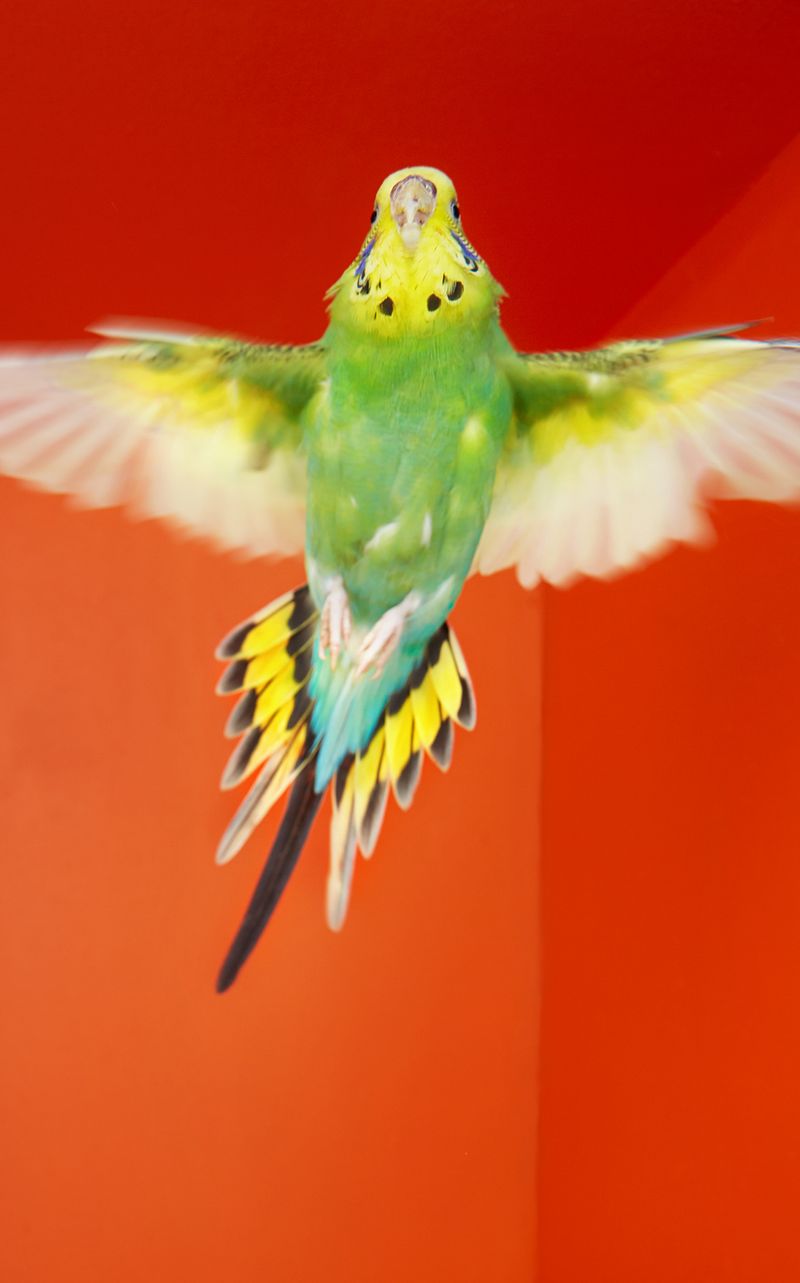 © Kristin Schnell - Image from the Budgie Mutations photography project