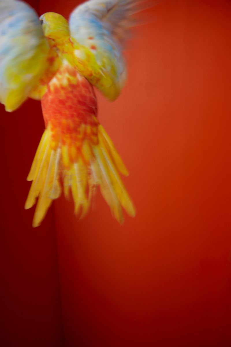 © Kristin Schnell - Image from the Budgie Mutations photography project
