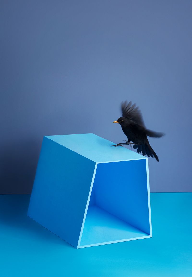 © Kristin Schnell - Image from the Birds on stage photography project