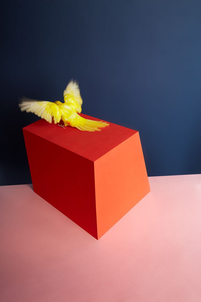 © Kristin Schnell - Image from the Birds on stage photography project