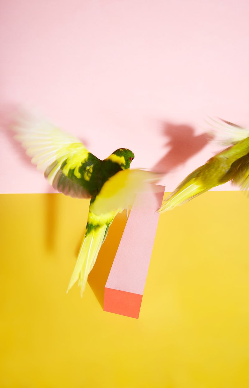 © Kristin Schnell - Image from the Birds on stage photography project