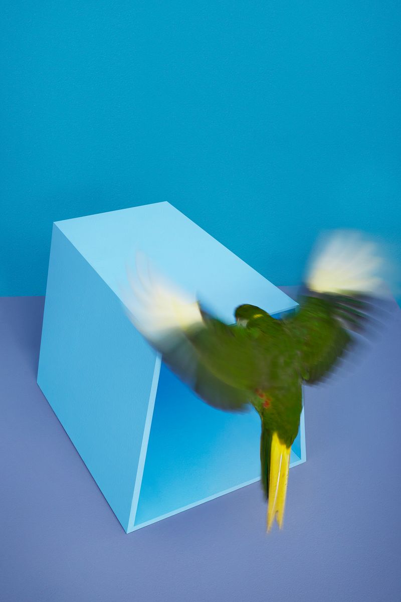 © Kristin Schnell - Image from the Birds on stage photography project