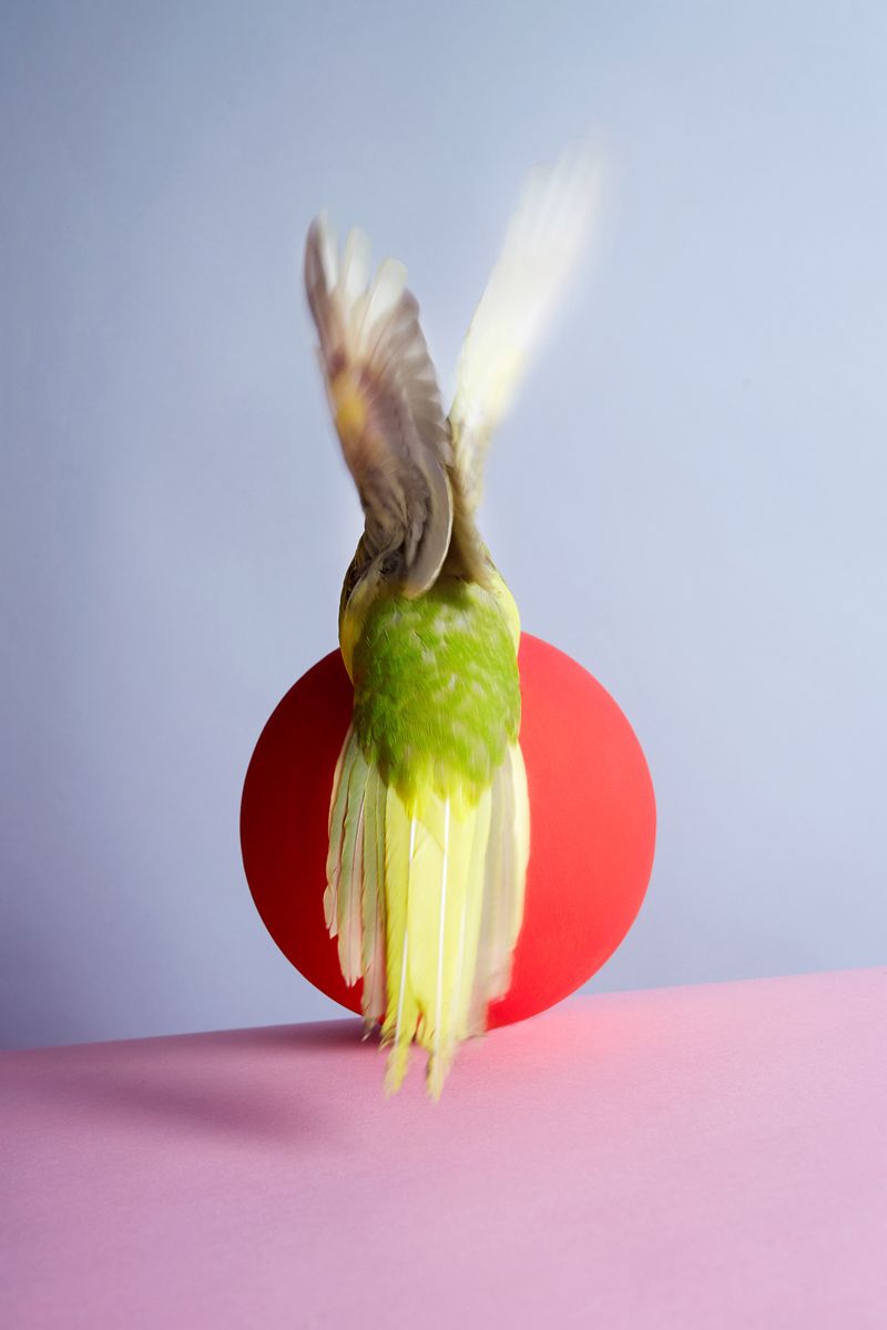 © Kristin Schnell - Image from the Birds on stage photography project