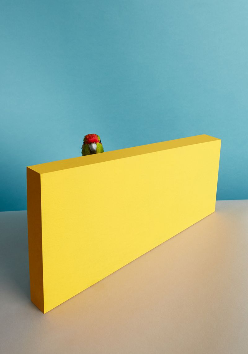 © Kristin Schnell - Image from the Birds on stage photography project