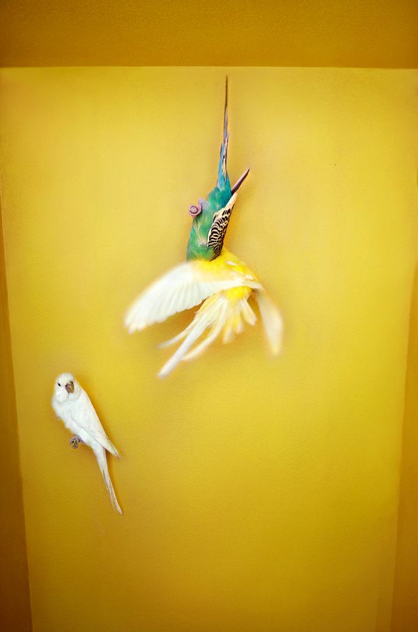 © Kristin Schnell - Image from the Budgie Mutations photography project