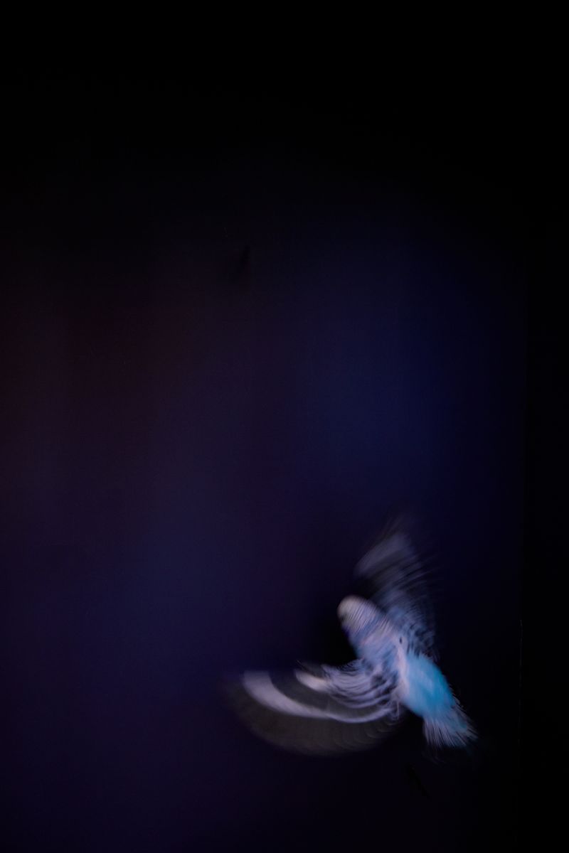 © Kristin Schnell - Image from the Budgie Mutations photography project