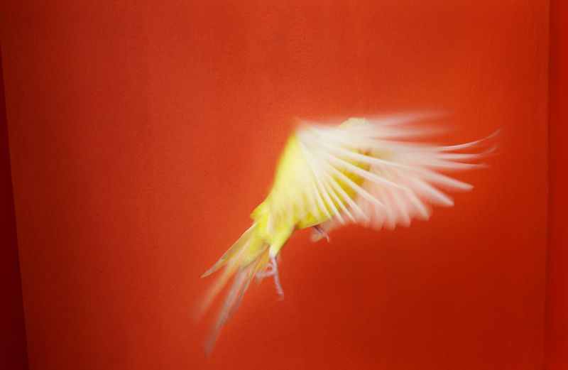 © Kristin Schnell - Image from the Budgie Mutations photography project