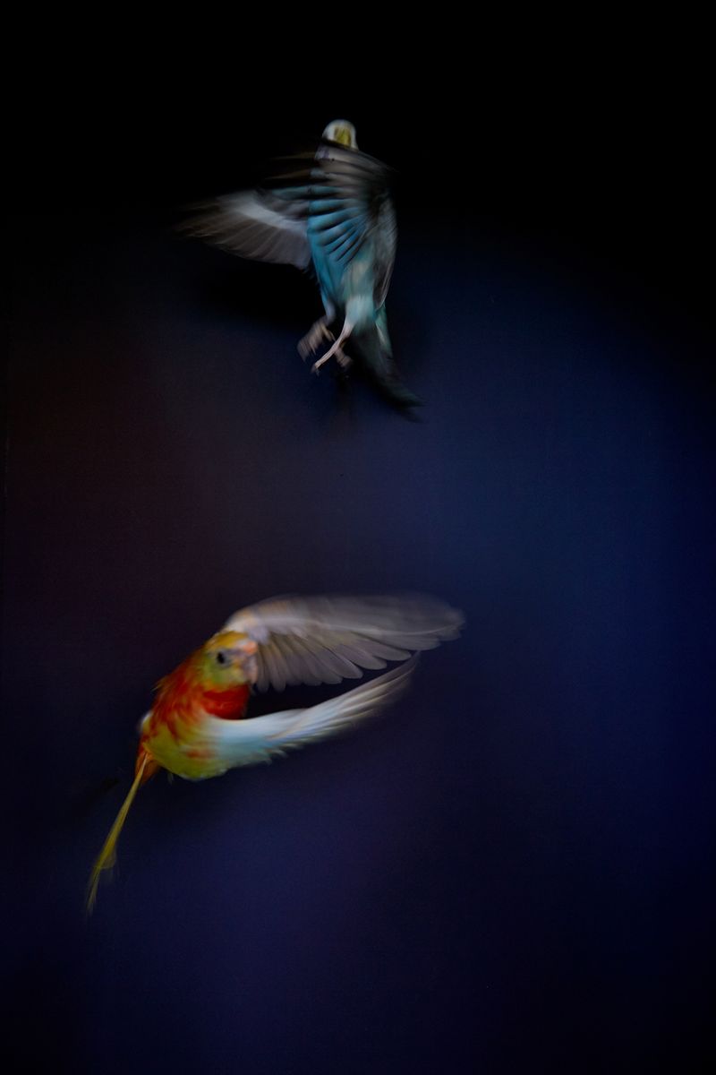 © Kristin Schnell - Image from the Budgie Mutations photography project
