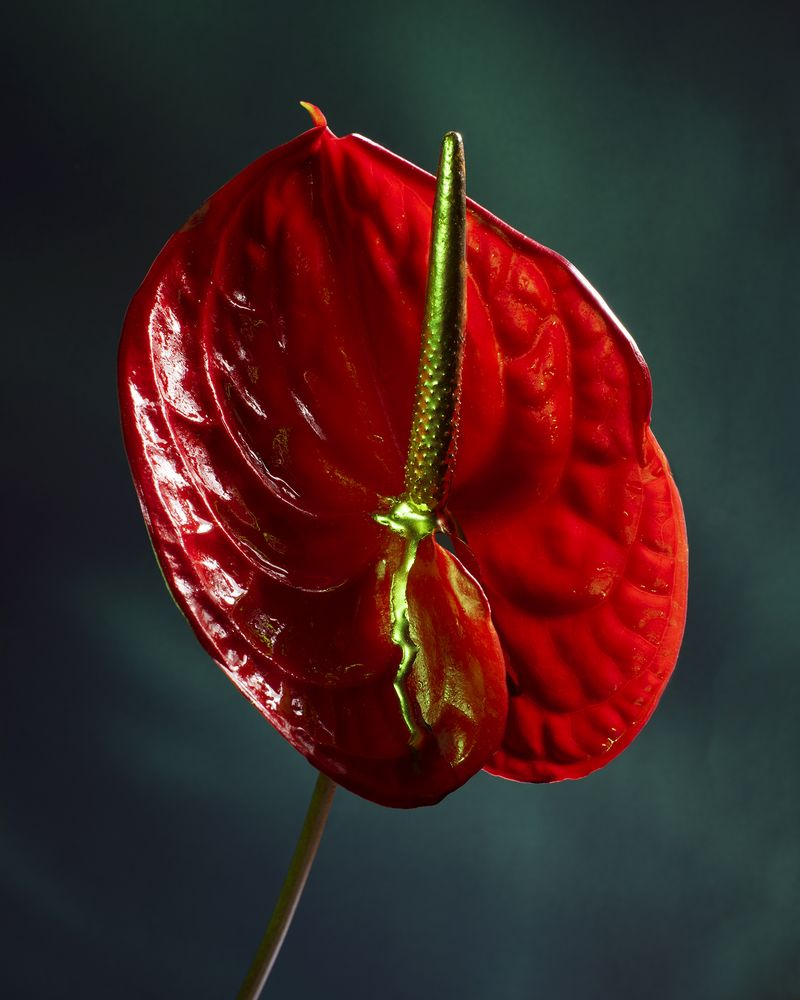 © Jessica Ledwich - Image from the Messy Beautiful photography project