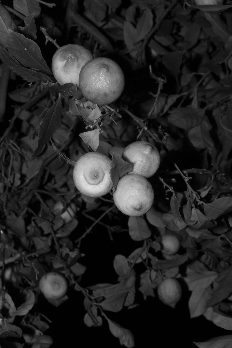 © Ana Vuko - untitled