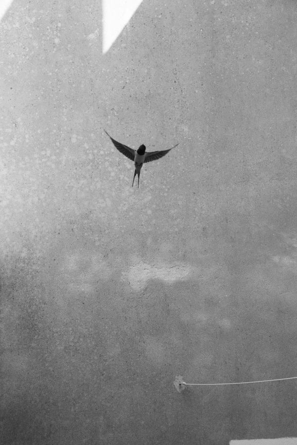 © Ana Vuko - untitled