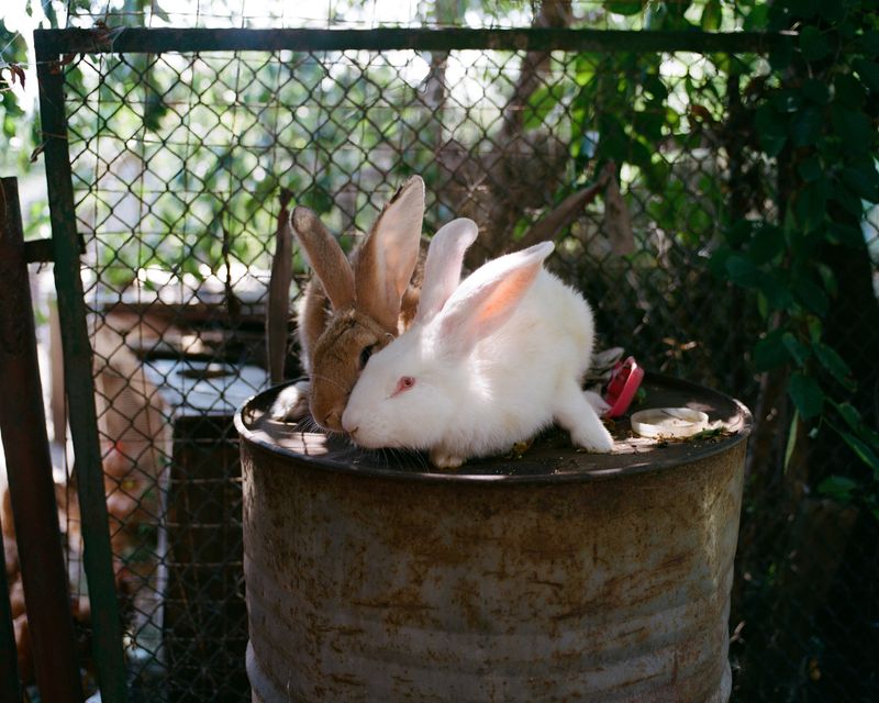 © Anya Tsaruk - Rabbits of my granduncle and grandaunt, in the yard of their house in Khmelnytskyi.