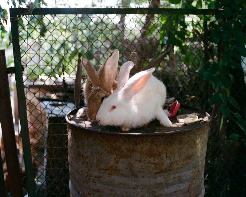 © Anya Tsaruk - Rabbits of my granduncle and grandaunt.