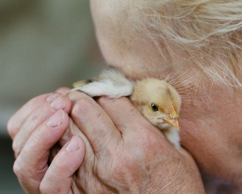 © Anya Tsaruk - My grandmother Maria is holding a chick in her garden.