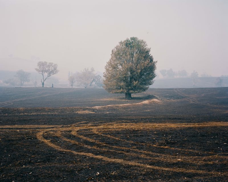 © Tom Goldner - Image from the Do Brumbies Dream in Red? photography project
