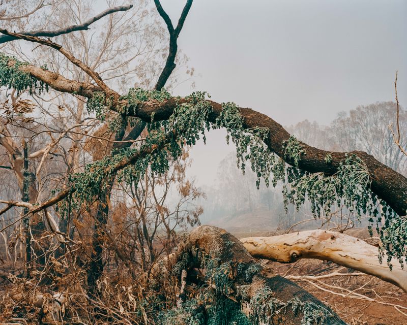 © Tom Goldner - Image from the Do Brumbies Dream in Red? photography project