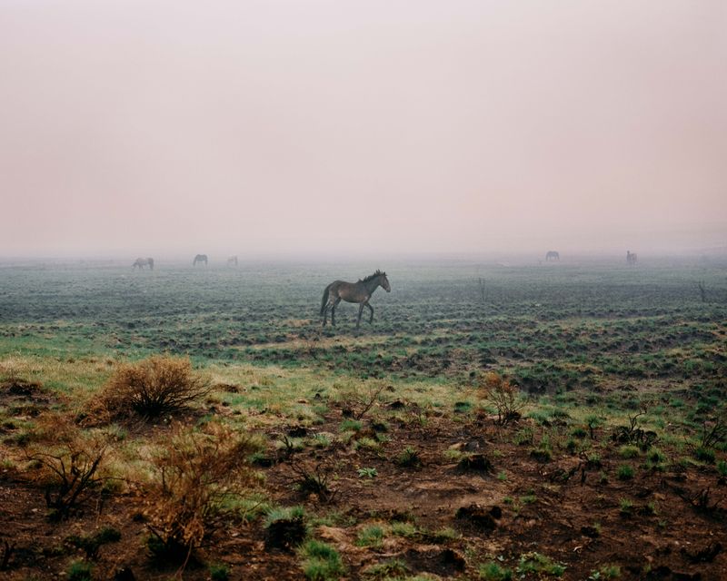 © Tom Goldner - Image from the Do Brumbies Dream in Red? photography project
