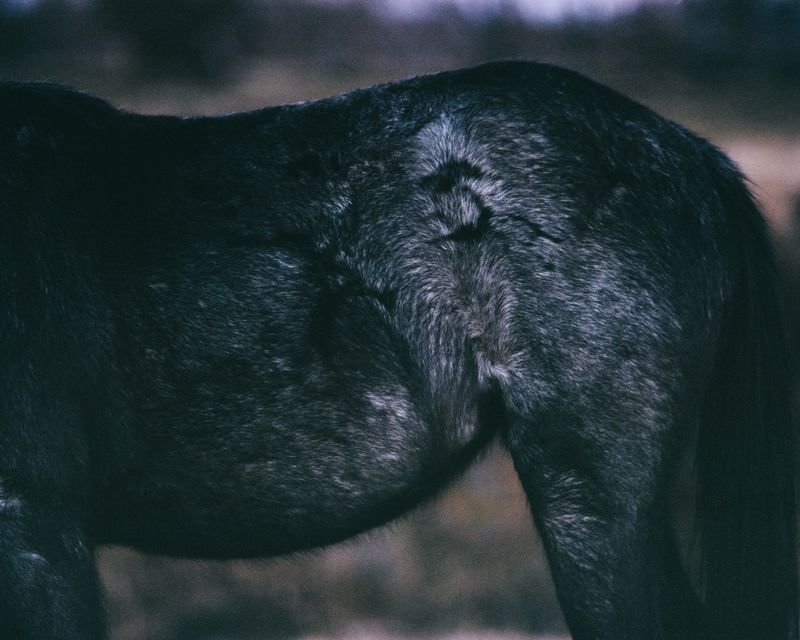 © Tom Goldner - Image from the Do Brumbies Dream in Red? photography project
