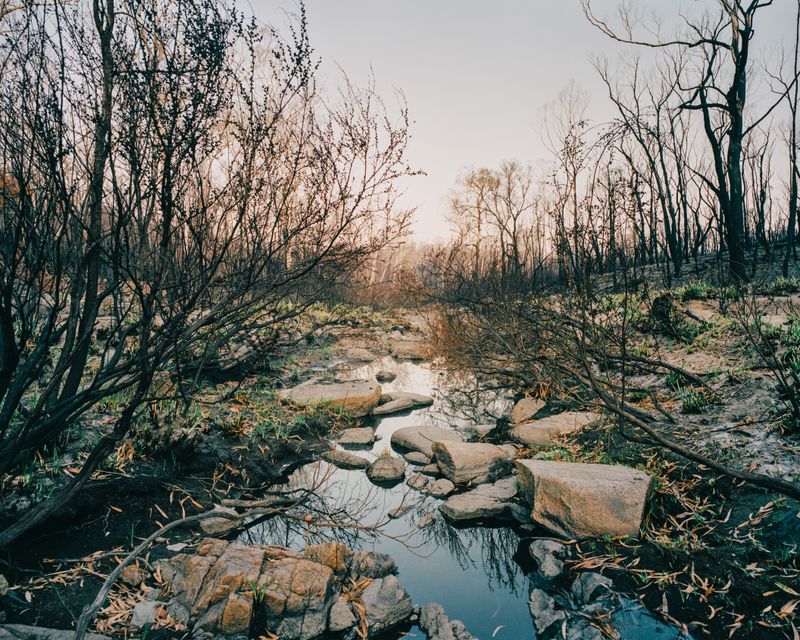 © Tom Goldner - Image from the Do Brumbies Dream in Red? photography project