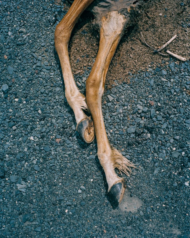 © Tom Goldner - Image from the Do Brumbies Dream in Red? photography project