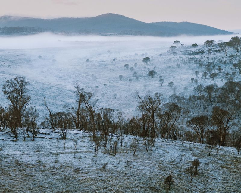 © Tom Goldner - Image from the Do Brumbies Dream in Red? photography project
