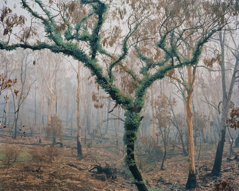 © Tom Goldner - Image from the Do Brumbies Dream in Red? photography project
