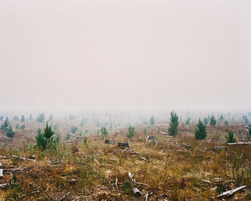 © Tom Goldner - Image from the Do Brumbies Dream in Red? photography project