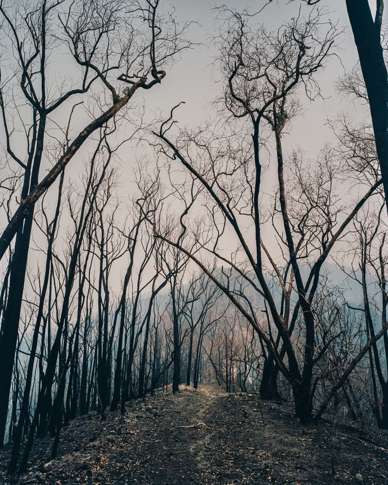 © Tom Goldner - Image from the Do Brumbies Dream in Red? photography project