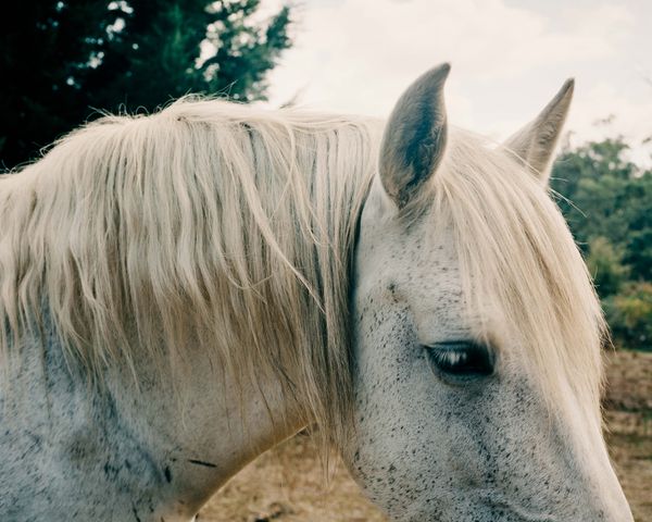 © Tom Goldner - Image from the Do Brumbies Dream in Red? photography project