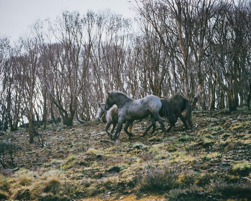 © Tom Goldner - Image from the Do Brumbies Dream in Red? photography project