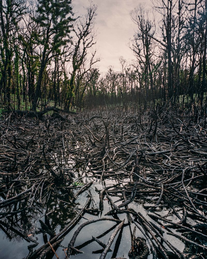 © Tom Goldner - Image from the Do Brumbies Dream in Red? photography project