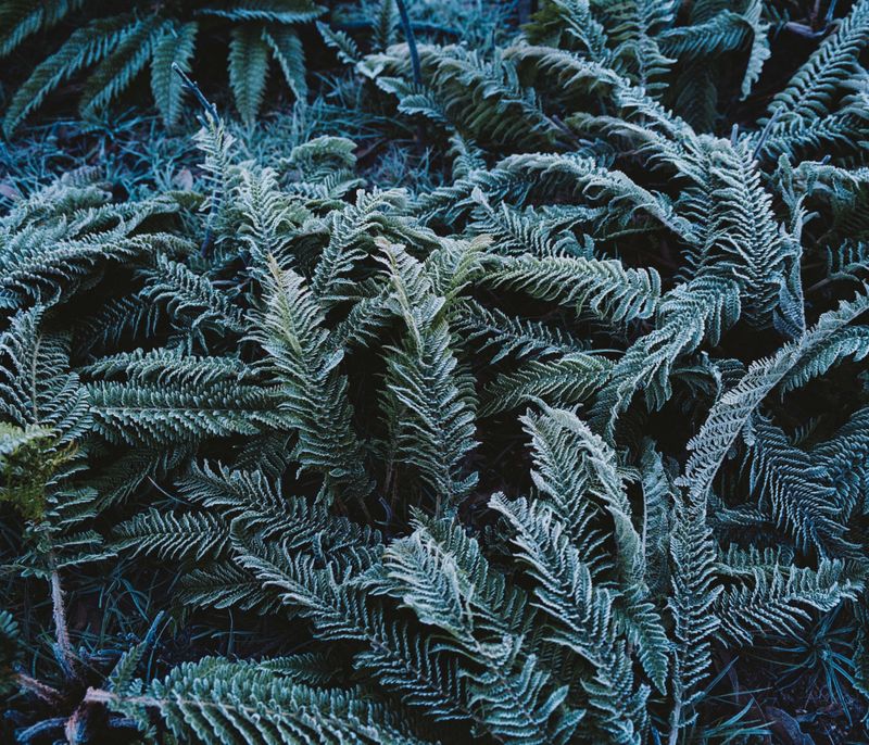 © Tom Goldner - Image from the Do Brumbies Dream in Red? photography project