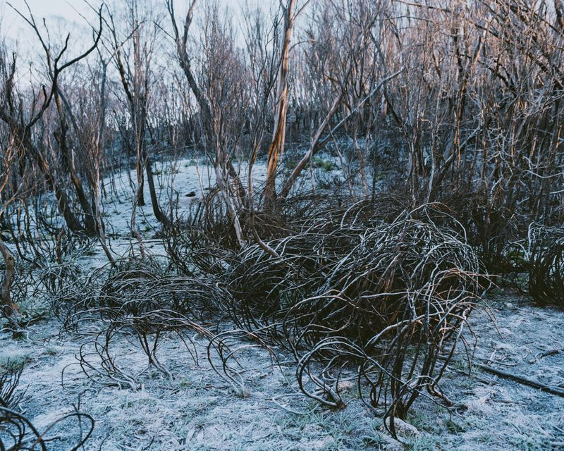 © Tom Goldner - Image from the Do Brumbies Dream in Red? photography project