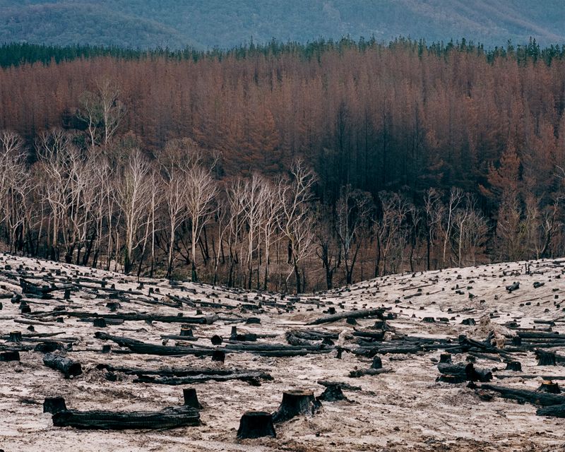 © Tom Goldner - Image from the Do Brumbies Dream in Red? photography project
