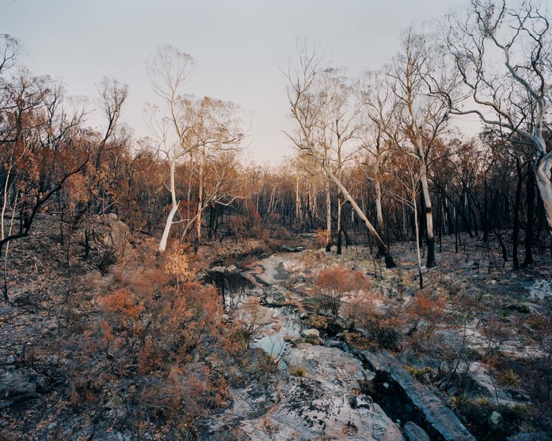© Tom Goldner - Image from the Do Brumbies Dream in Red? photography project