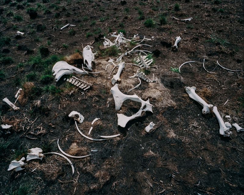 © Tom Goldner - Image from the Do Brumbies Dream in Red? photography project