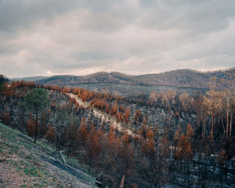 © Tom Goldner - Image from the Do Brumbies Dream in Red? photography project