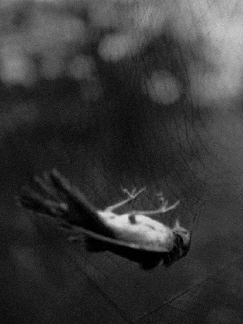 © Edward Nurton - Image from the The Elephant's Foot photography project