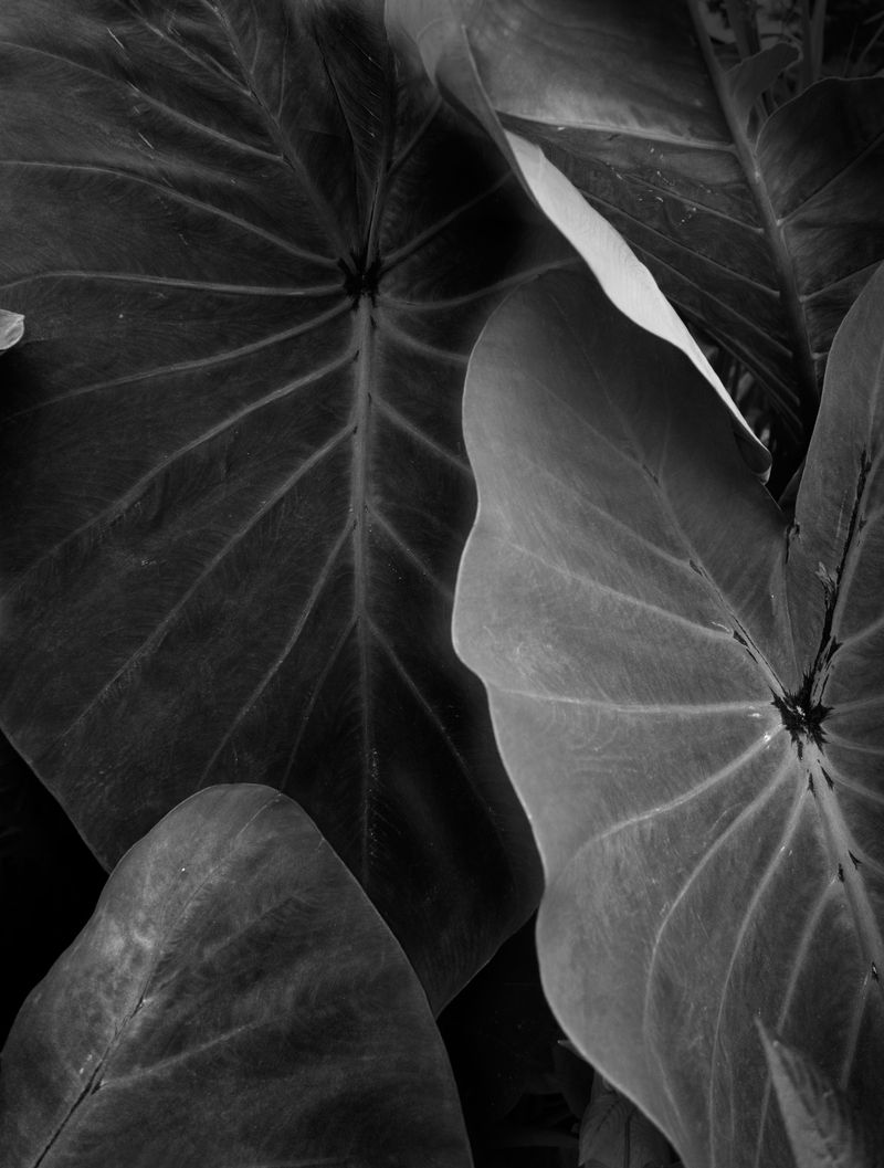 © Elsa Leydier - Image from the Plátanos con platino (Platinum bananas) photography project