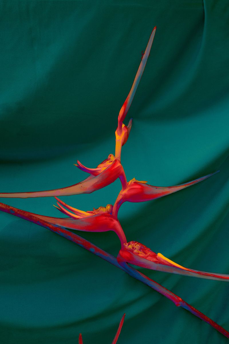 © Elsa Leydier - Image from the Plátanos con platino (Platinum bananas) photography project