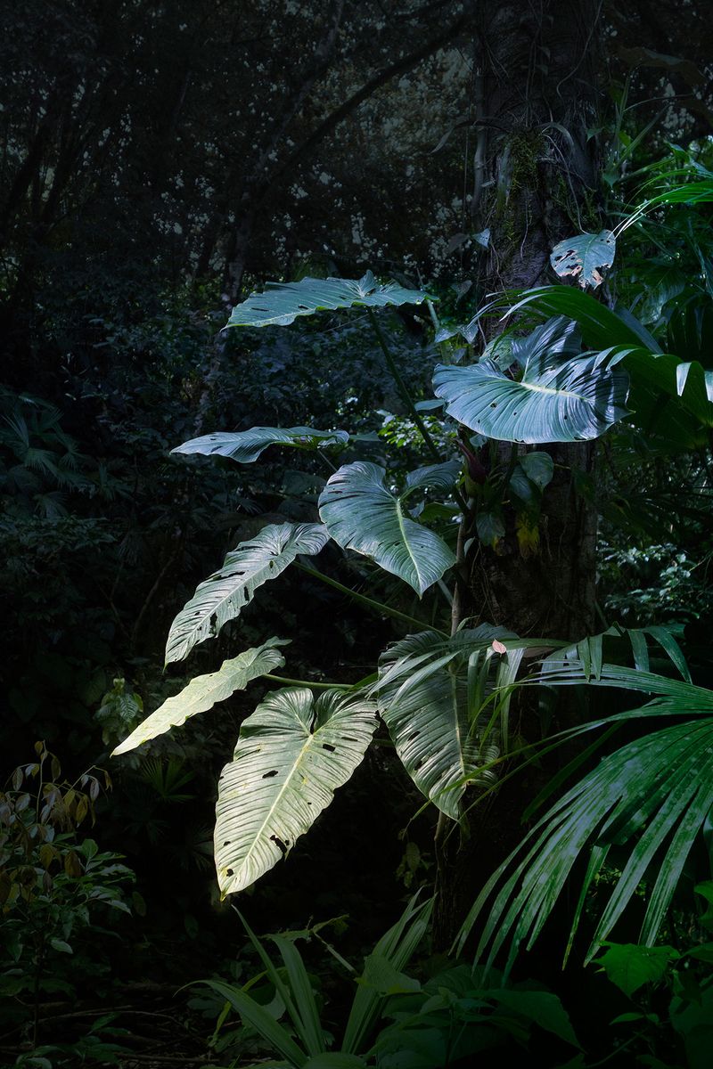 © Elsa Leydier - Image from the Plátanos con platino (Platinum bananas) photography project