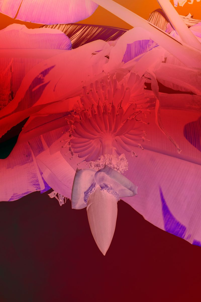 © Elsa Leydier - Image from the Plátanos con platino (Platinum bananas) photography project